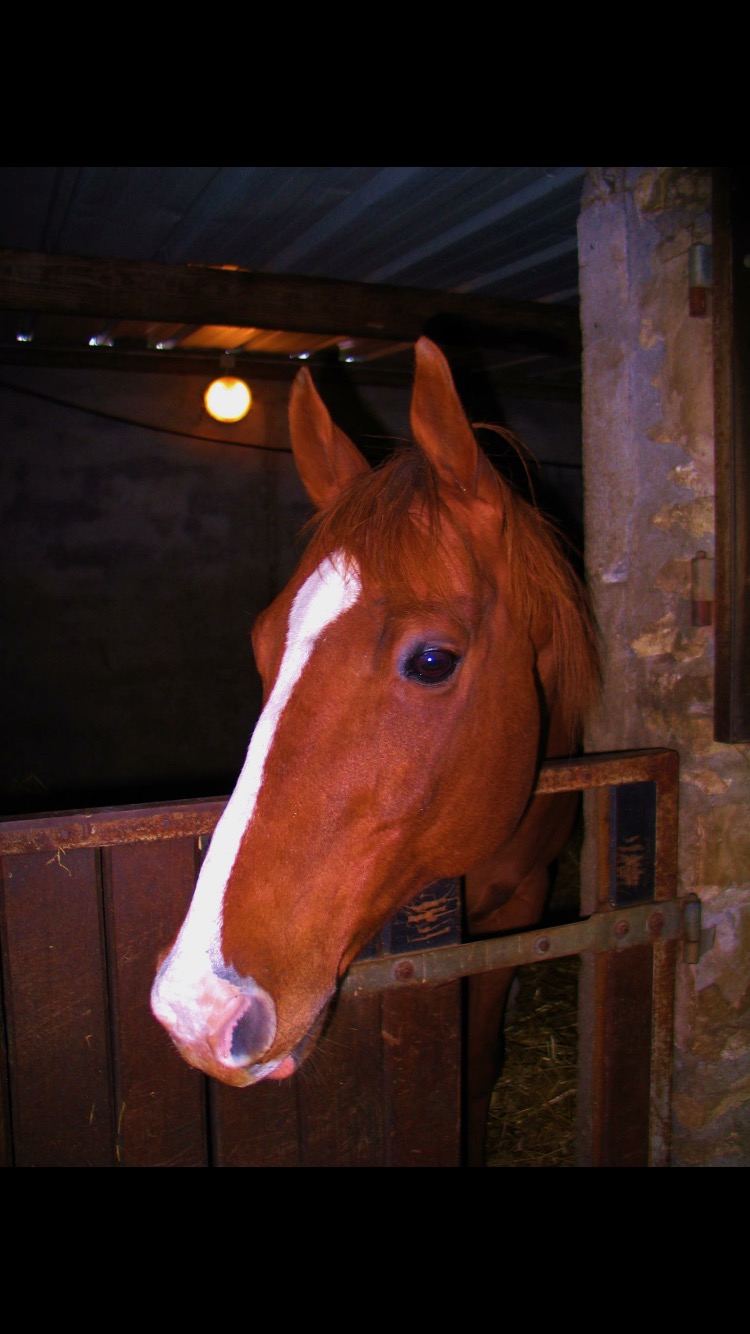 Aucune jument ne voulait adopter ce tout petit poney alors il a été adopté  par une maman et sa fille